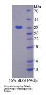 Human Flavin Containing Monooxygenase 1 (FMO1) Protein