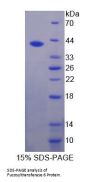 Human 4-Galactosyl-N-Acetylglucosaminide 3-Alpha-L-Fucosyltransferase FUT6 (FUT6) Protein
