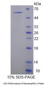 Human Neurexophilin 1 (NXPH1) Protein