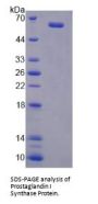 Human Prostaglandin I Synthase (PTGIS) Protein