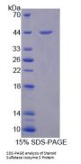 Human Steroid Sulfatase Isozyme S (STS) Protein