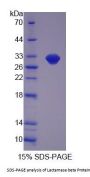 Human Lactamase Beta (LACTb) Protein