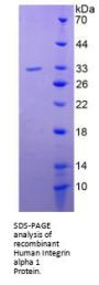 Human Integrin Alpha 1 (ITGa1) Protein
