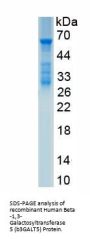 Human Beta-1,3-Galactosyltransferase 5 (B3GALT5) Protein