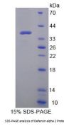 Human Defensin Alpha 2 (DEFa2) Protein
