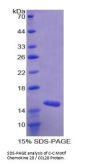 Human C-C Motif Chemokine 28 / MEC (CCL28) Protein
