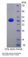 Human Activating Transcription Factor 7 (ATF7) Protein