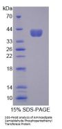 Human L-Aminoadipate-Semialdehyde Dehydrogenase-Phosphopantetheinyl Transferase (AASDHPPT) Protein