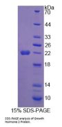 Human Growth Hormone Variant (GH2) Protein