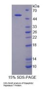 Human Dipeptidyl Peptidase 7 (DPP7) Protein