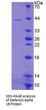 Human Defensin Alpha 1B (DEFa1B) Protein