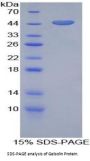 Human Gelsolin (GSN) Protein