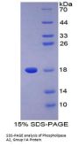 Human Phospholipase A2, Group IIA (PLA2G2A) Protein