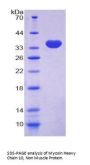 Human Myosin 10 (MYH10) Protein