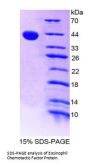 Human Eosinophil Chemotactic Factor (ECF) Protein