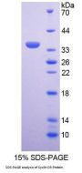 Human Cyclin D3 (CCND3) Protein