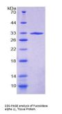 Human Tissue Alpha-L-Fucosidase (FUCA1) Protein