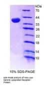 Human Very Low Density Lipoprotein Receptor (VLDLR) Protein