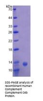 Human Complement C4a anaphylatoxin (C4a) Protein