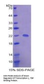 Human Down Regulator Of Transcription 1, TBP Binding (DR1) Protein