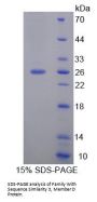 Human Family With Sequence Similarity 3, Member D (FAM3D) Protein