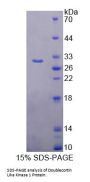 Human Doublecortin Like Kinase 1 (DCLK1) Protein
