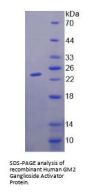 Human GM2 Ganglioside Activator (GM2A) Protein