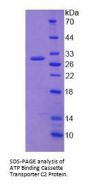 Human ATP Binding Cassette Transporter C2 (ABCC2) Protein