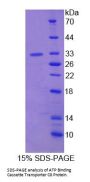 Human ATP Binding Cassette Transporter C8 (ABCC8) Protein