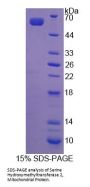 Human Serine Hydroxymethyltransferase 2, Mitochondrial (SHMT2) Protein