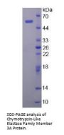 Human Chymotrypsin-Like Elastase Family Member 3A (CELA3A) Protein