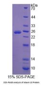 Human Ataxin 10 (ATXN10) Protein