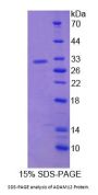 Human A Disintegrin And Metalloprotease 12 (ADAM12) Protein