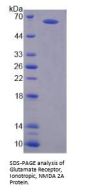 Human Glutamate Receptor Ionotropic, NMDA 2A (GRIN2A) Protein