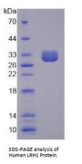 Human Nuclear Receptor Subfamily 5 Group A Member 2 (NR5A2) Protein