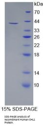 Human Cell Adhesion Molecule With Homology To L1CAM (CHL1) Protein