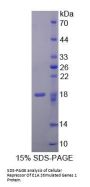 Human Cellular Repressor Of E1A Stimulated Genes 1 (CREG1) Protein