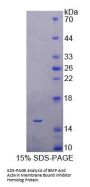 Human BMP And Activin Membrane-Bound Inhibitor Homolog (BAMBI) Protein