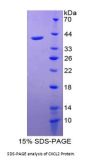 Human C-X-C Motif Chemokine 2 (CXCL2) Protein