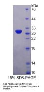 Human Pyruvate Dehydrogenase Complex Component X (PDHX) Protein