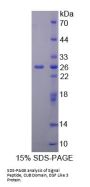 Human Signal Peptide, CUB Domain, EGF Like 3 (SCUBE3) Protein