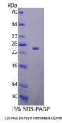 Human Ribonuclease A11 (RNASE11) Protein