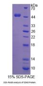 Human Cyclin Dependent Kinase 8 (CDK8) Protein