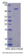 Human Lymphocyte Function Associated Antigen 3 (LFA3) Protein