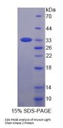 Human Myosin Light Chain Kinase 2 (MYLK2) Protein