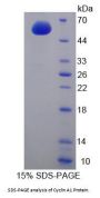 Human Cyclin A1 (CCNA1) Protein