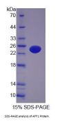 Human AF4/FMR2 Family, Member 1 (AFF1) Protein