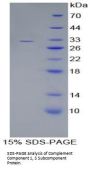 Human Complement Component 1, S Subcomponent (C1s) Protein