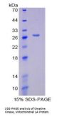Human Creatine Kinase, Mitochondrial 1A (CKMT1A) Protein