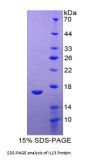 Human Interleukin 13 (IL13) Protein